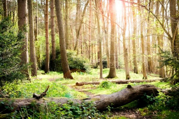 Thrust Carbon announces partnership with TripStax